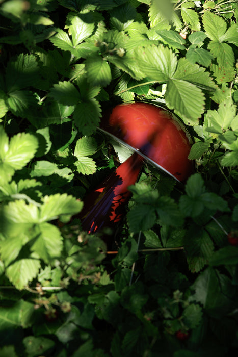 Mush Transportabel Lampe Rød